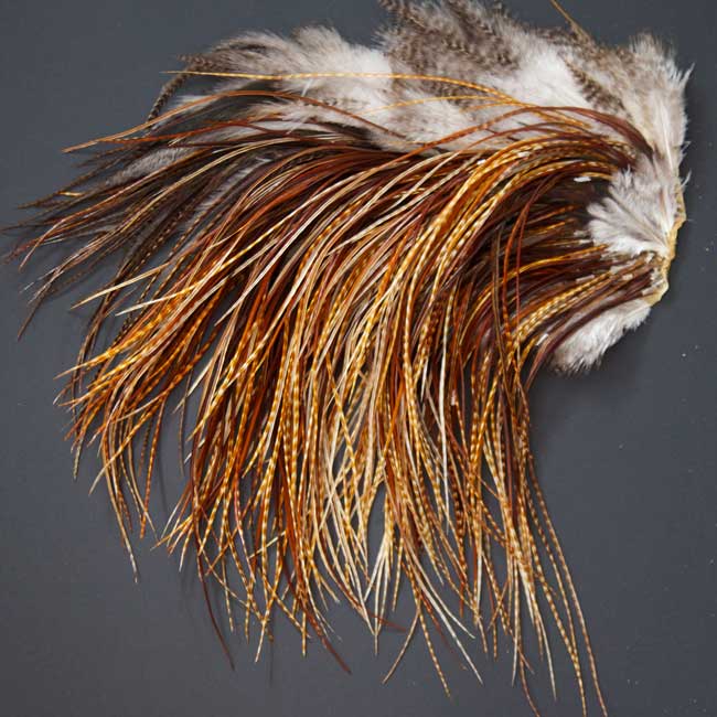 Indian Cock Neck