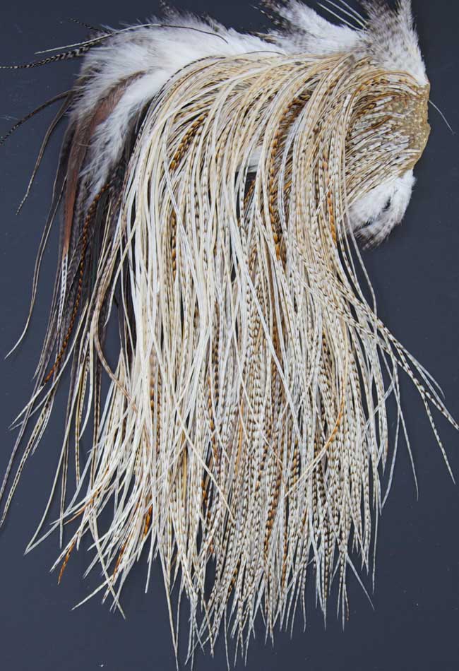 Indian Cock Neck