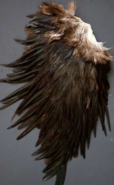 Indian Cock Neck