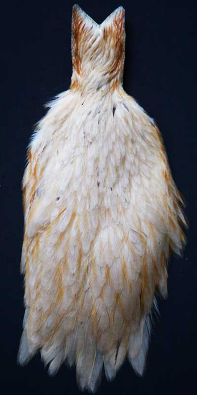 Indian Cock Neck
