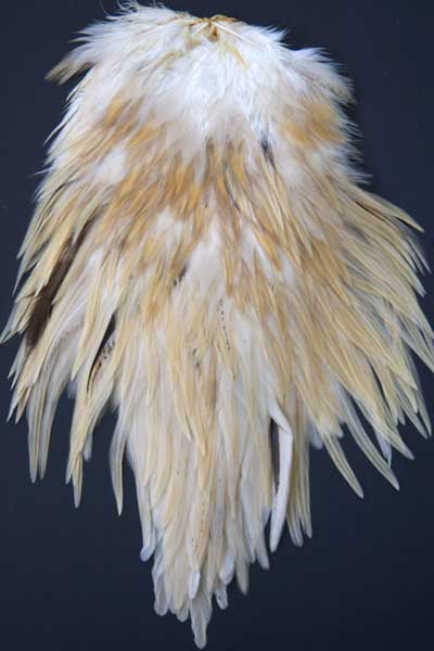 Indian Cock Neck
