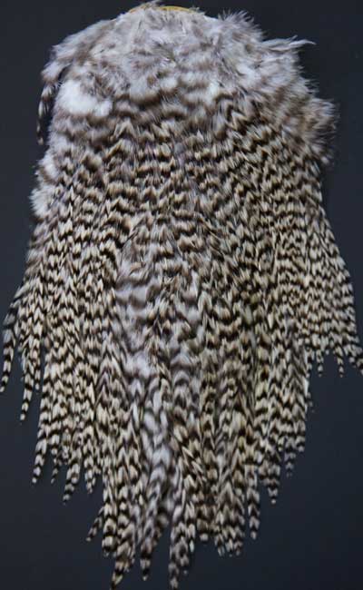 Indian Cock Neck