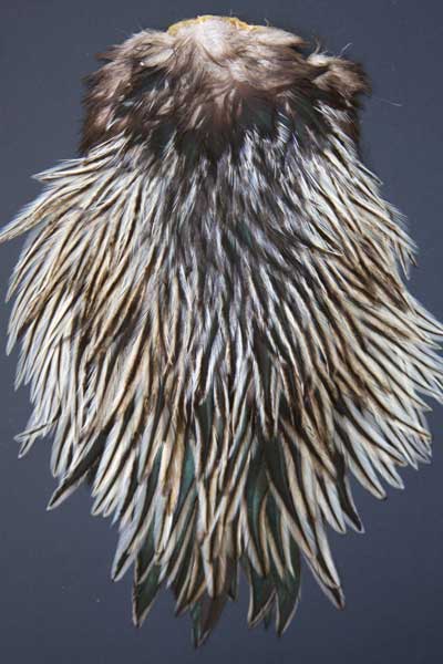 Indian Cock Neck