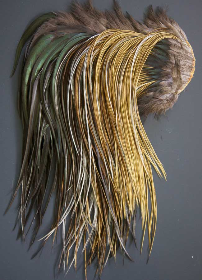 Indian Cock Neck