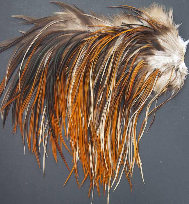 Indian Cock Neck