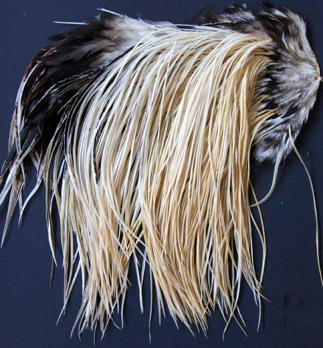 Indian Cock Neck