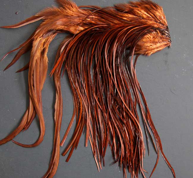 Indian Cock Neck