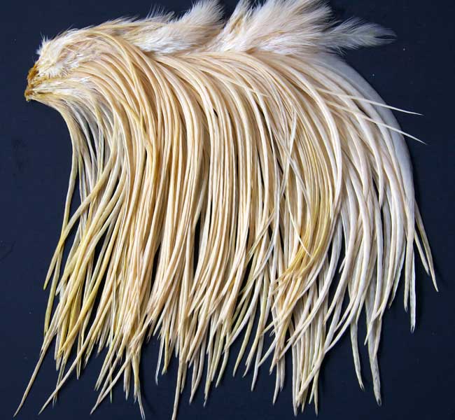 Indian Cock Neck