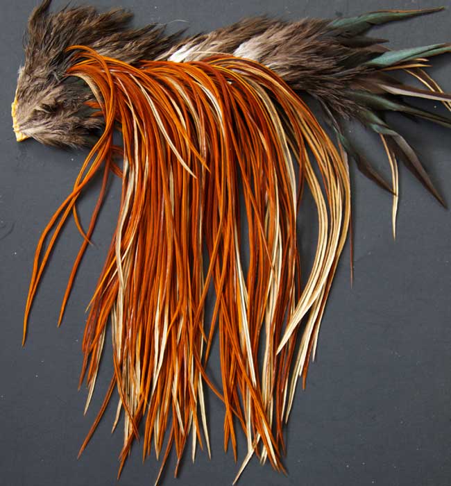 Indian Cock Neck