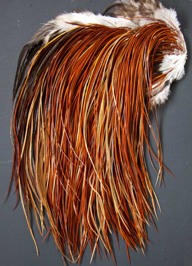Indian Cock Neck