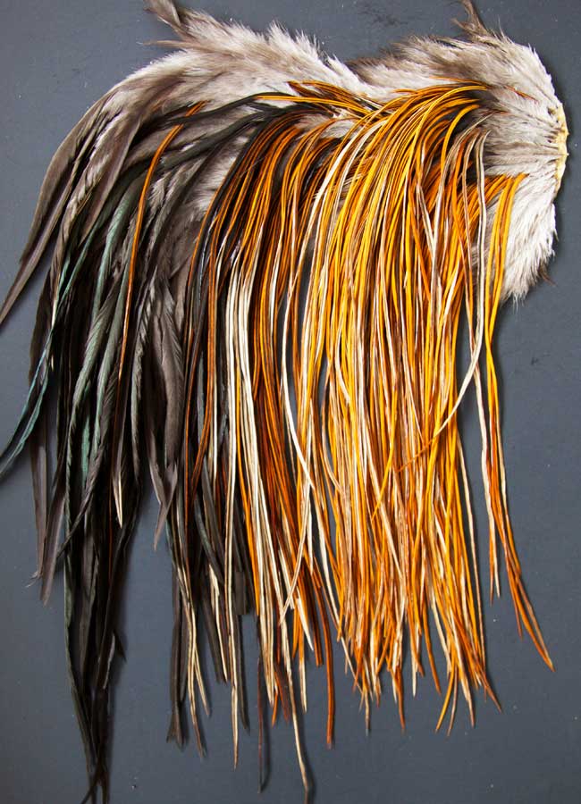 Indian Cock Neck