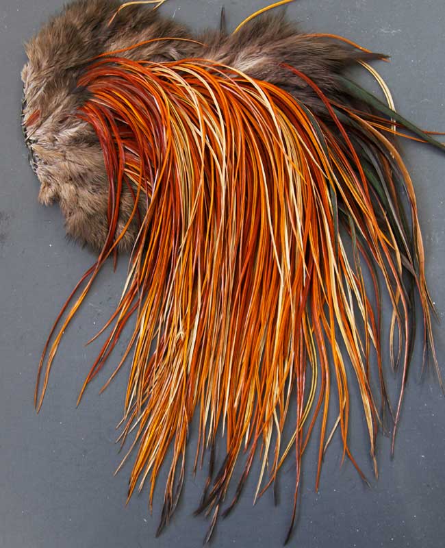 Indian Cock Neck