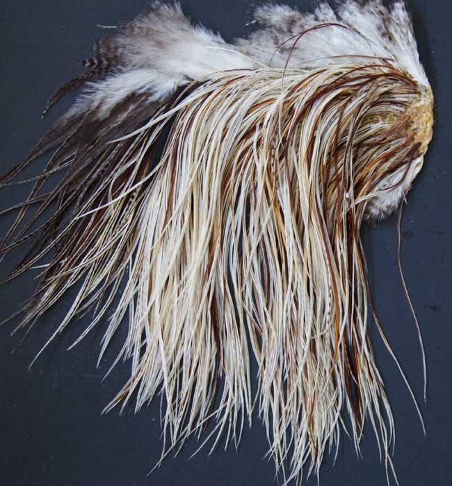 Indian Cock Neck
