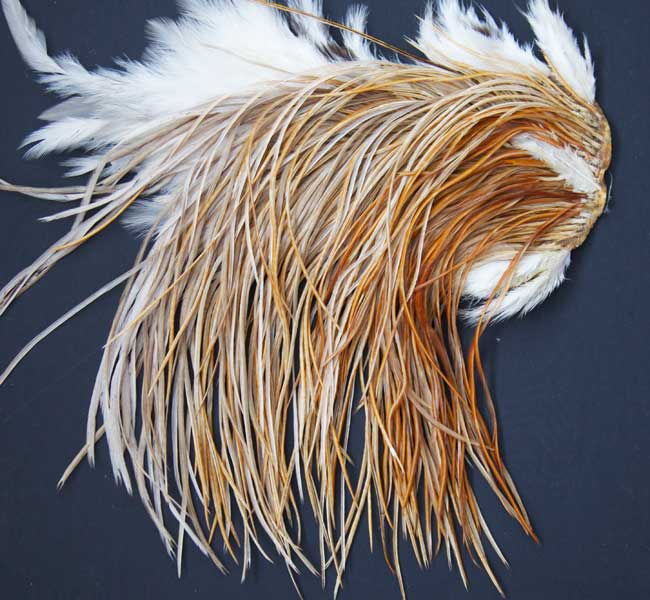 Indian Cock Neck