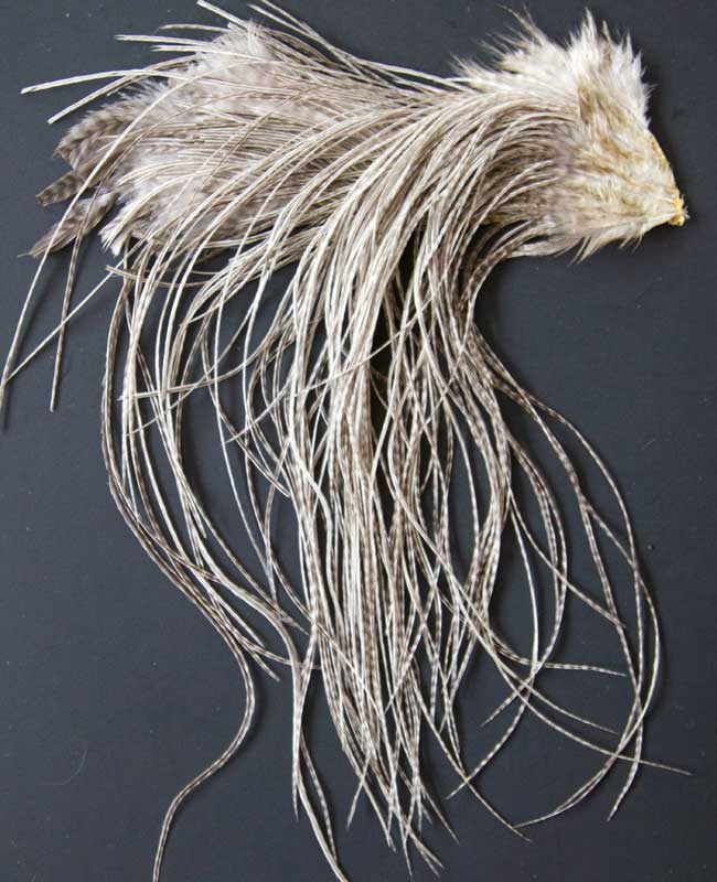 Indian Cock Neck