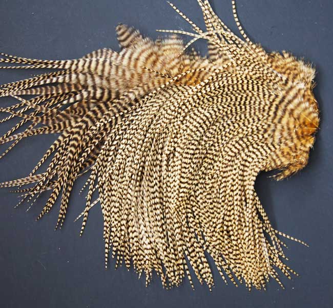 Indian Cock Neck