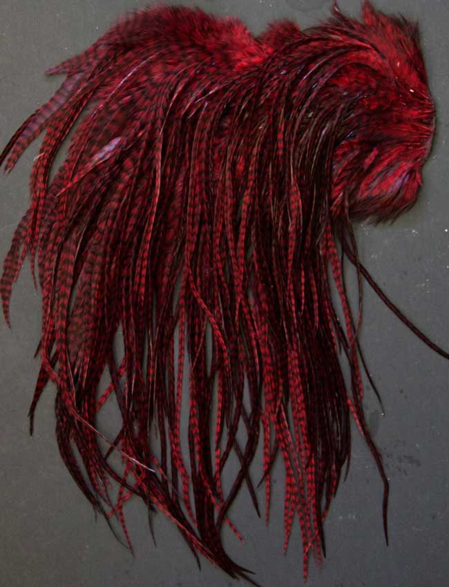 Indian Cock Neck
