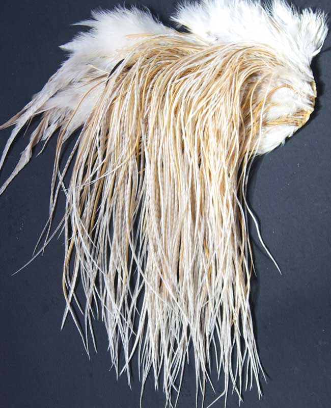 Indian Cock Neck