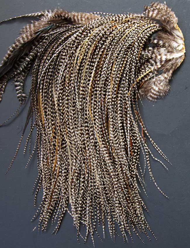 Indian Cock Neck