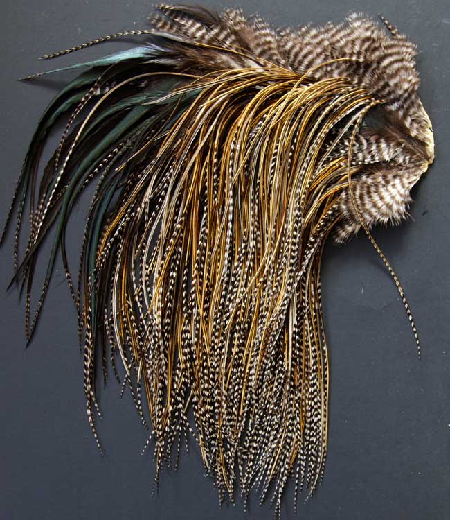 Indian Cock Neck