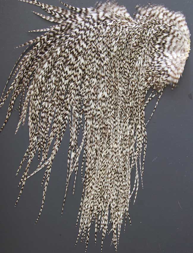 Indian Cock Neck