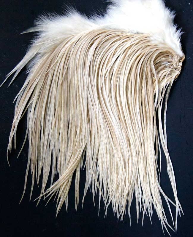 Indian Cock Neck