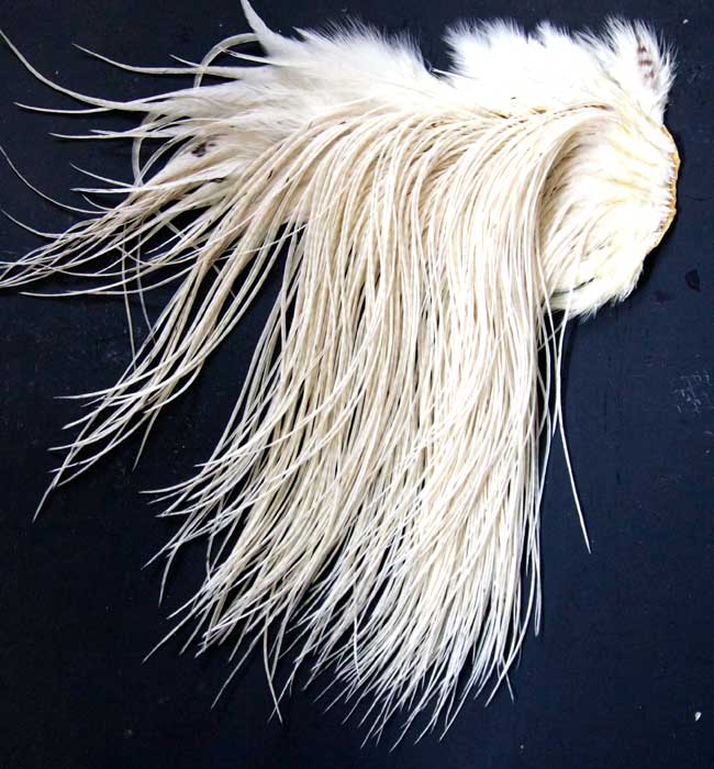 Indian Cock Neck