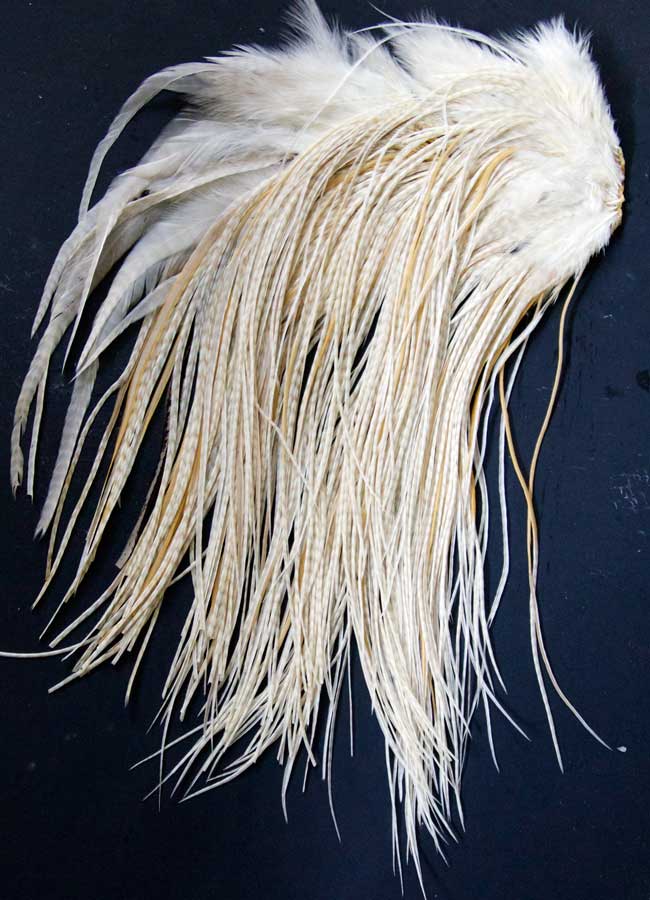 Indian Cock Neck