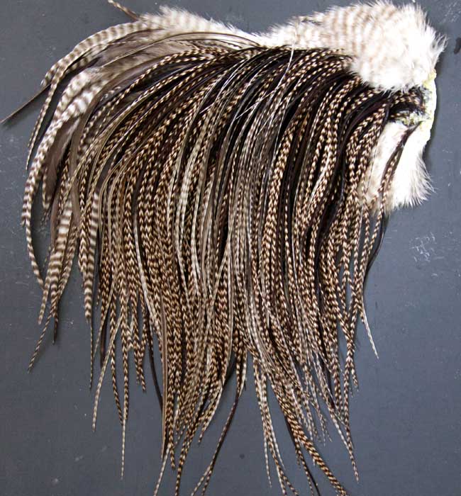 Indian Cock Neck