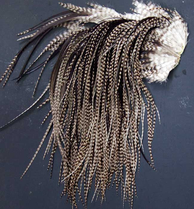Indian Cock Neck