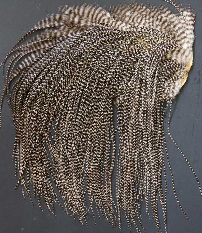 Indian Cock Neck
