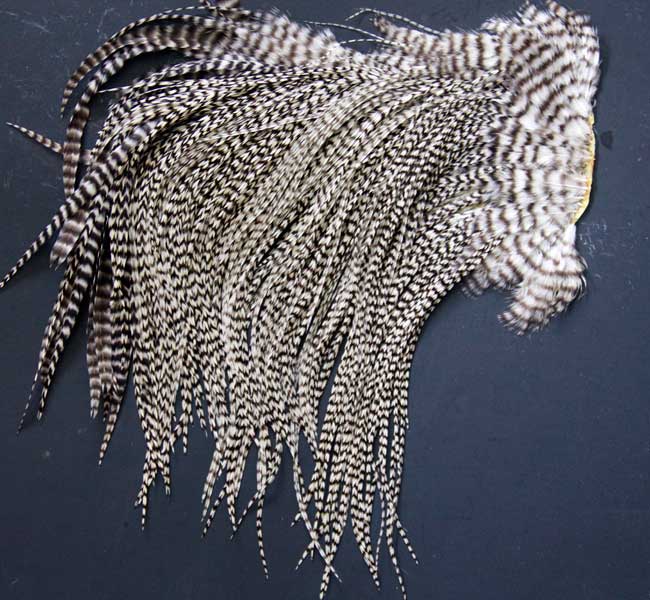 Indian Cock Neck
