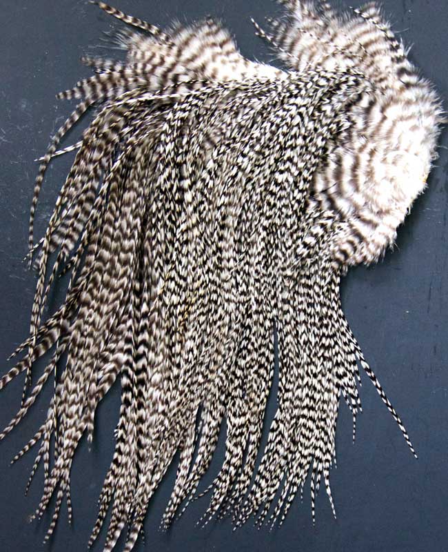 Indian Cock Neck