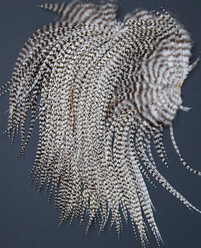 Indian Cock Neck