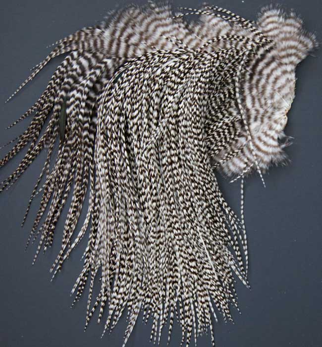 Indian Cock Neck