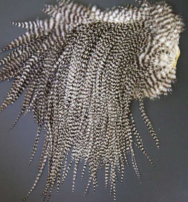 Indian Cock Neck