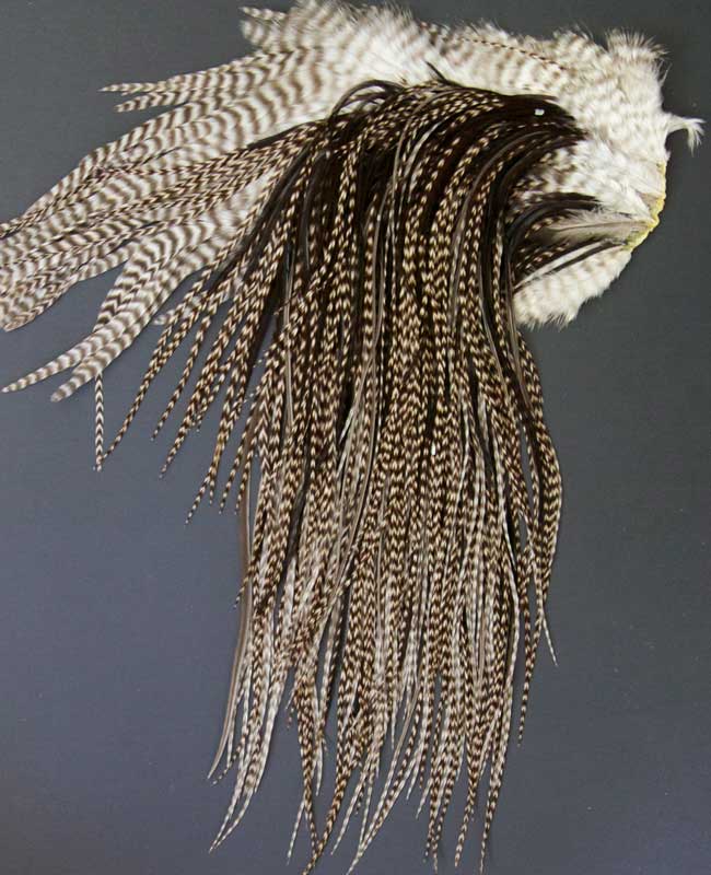 Indian Cock Neck