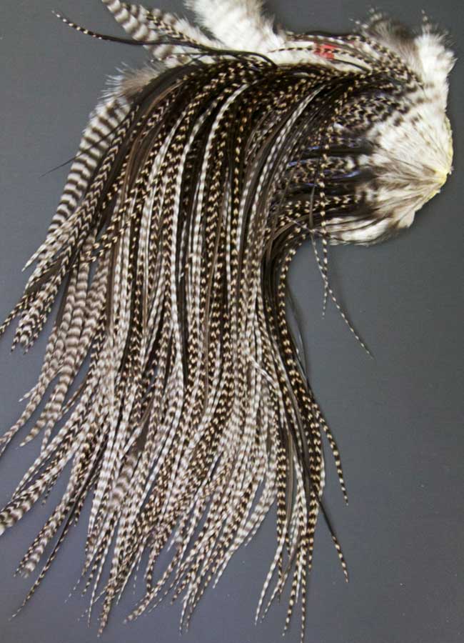 Indian Cock Neck