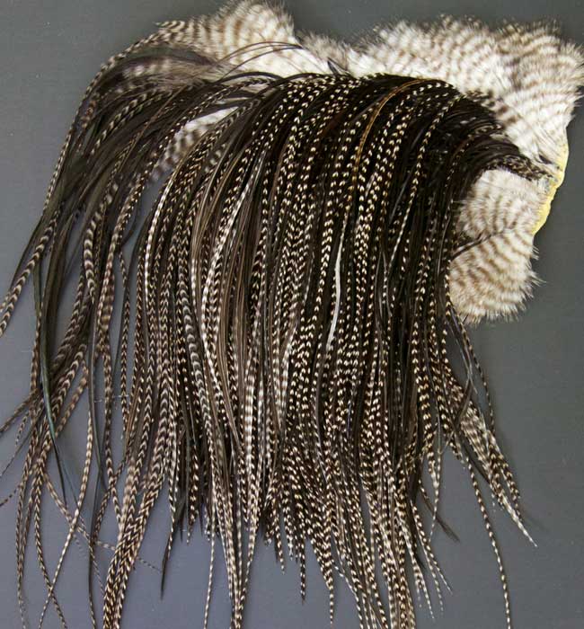 Indian Cock Neck