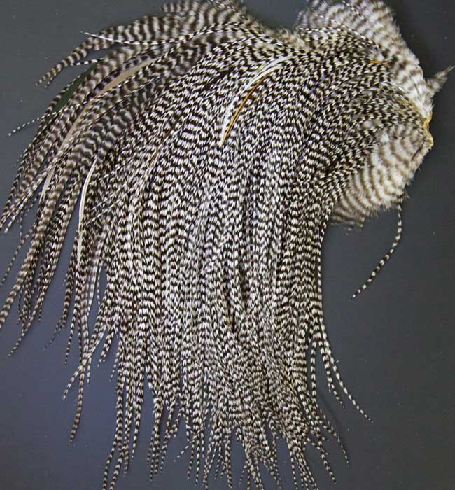 Indian Cock Neck