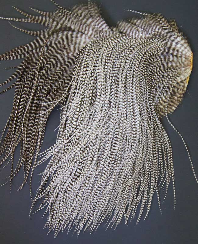Indian Cock Neck