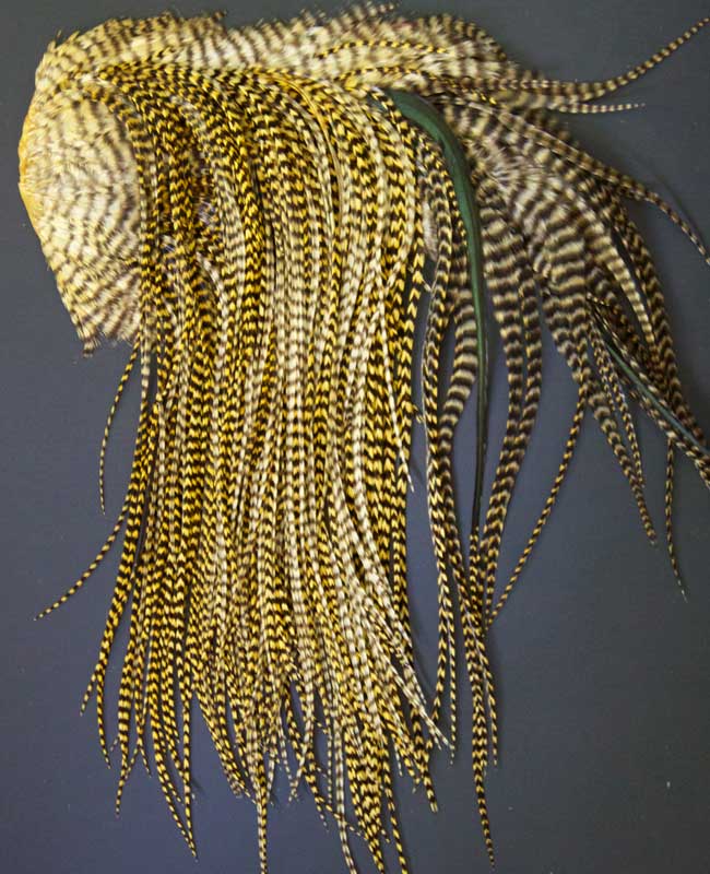 Indian Cock Neck