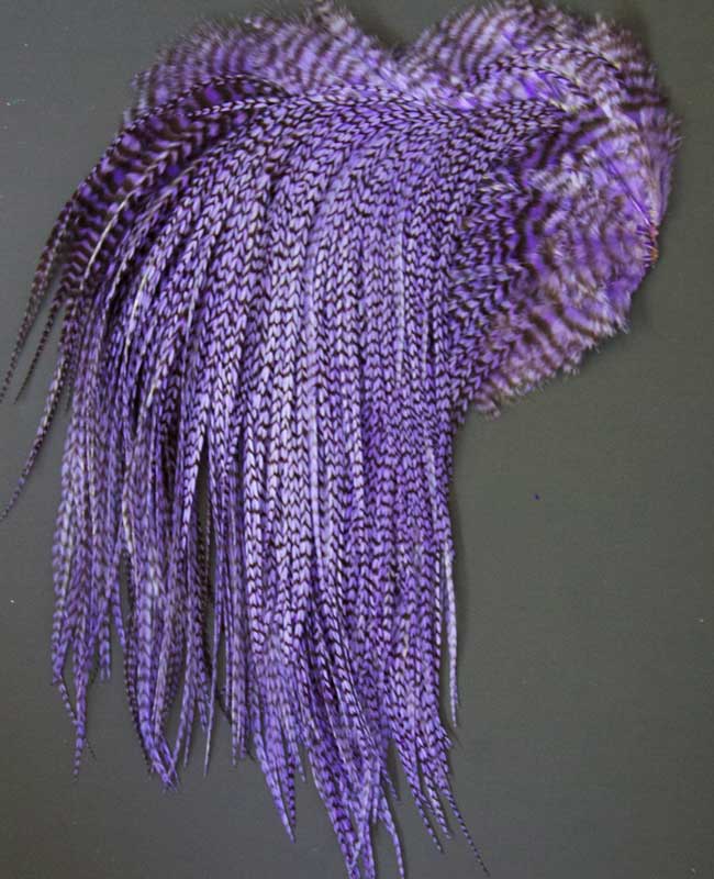 Indian Cock Neck