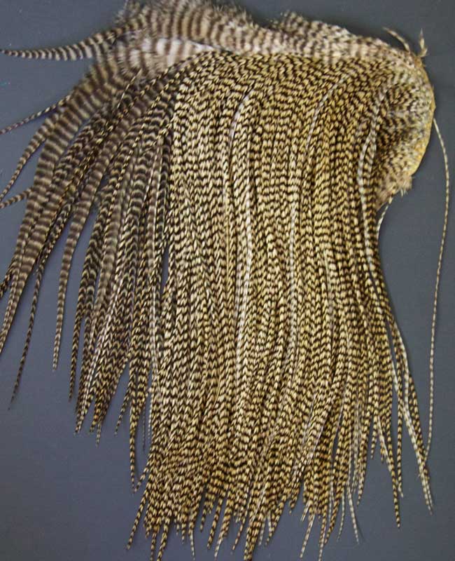 Indian Cock Neck