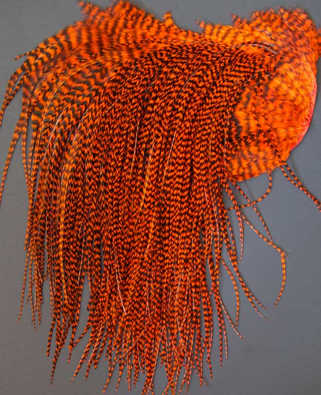 Indian Cock Neck