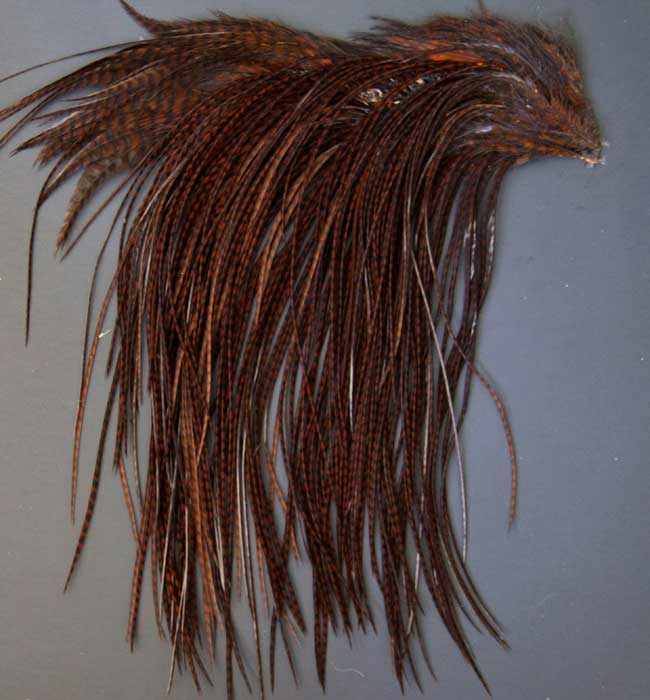 Indian Cock Neck
