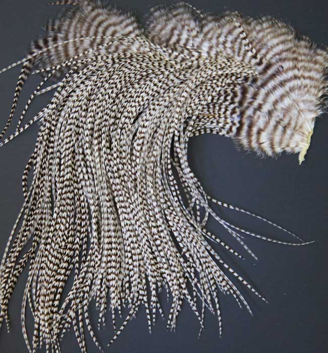 Indian Cock Neck