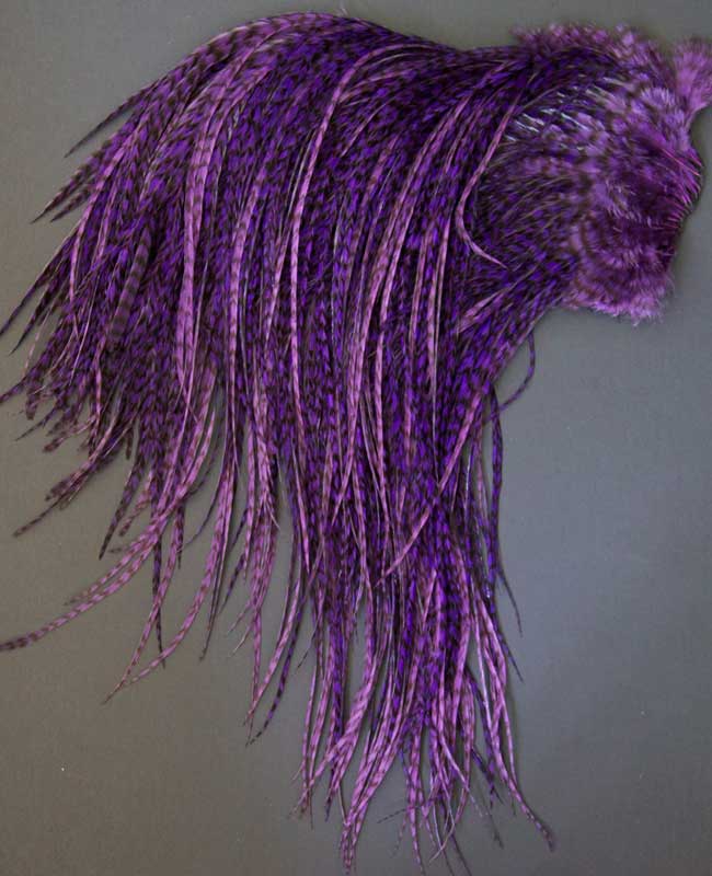 Indian Cock Neck
