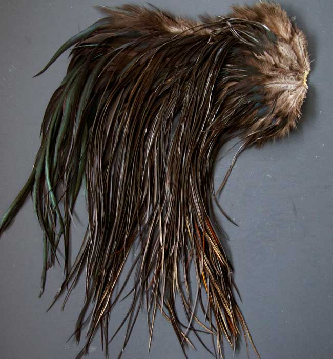 Indian Cock Neck